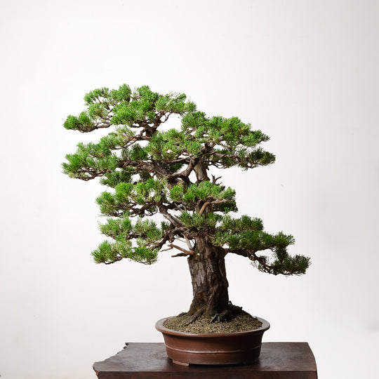 Hollywood Juniper No. 1