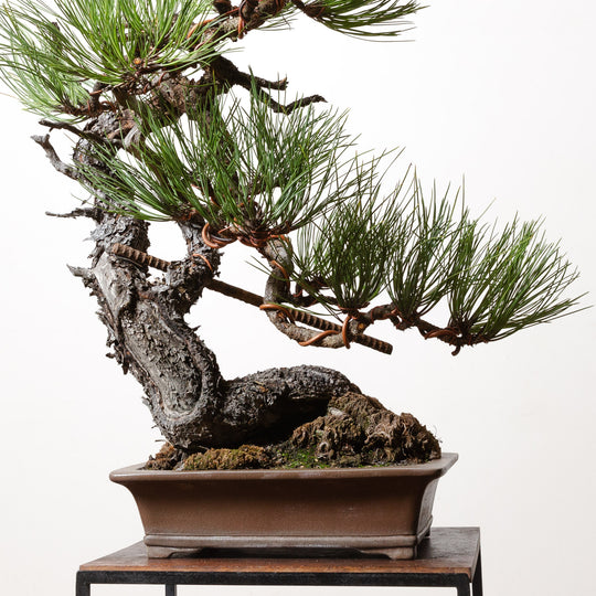 Ponderosa Pine No. 3