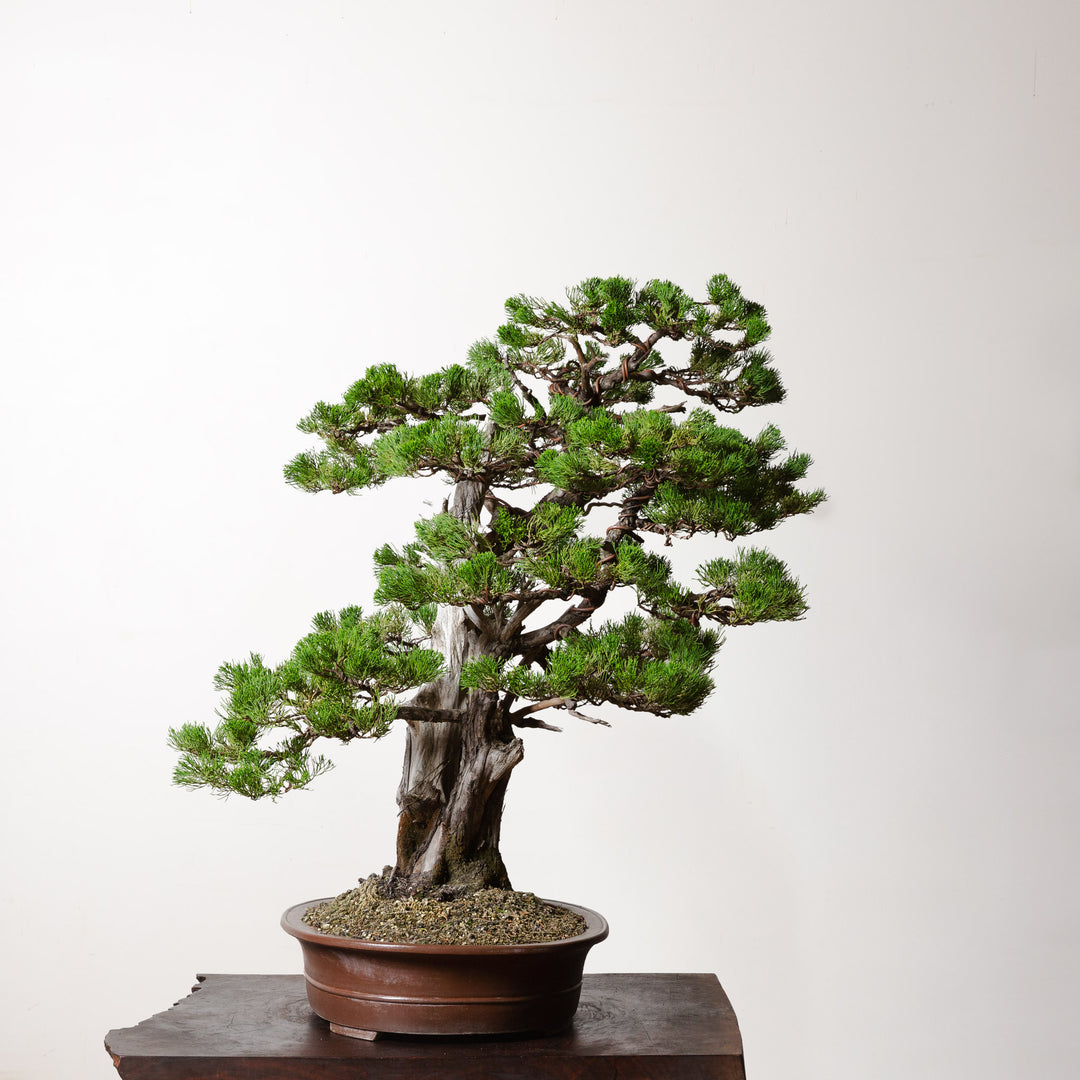 Hollywood Juniper No. 1