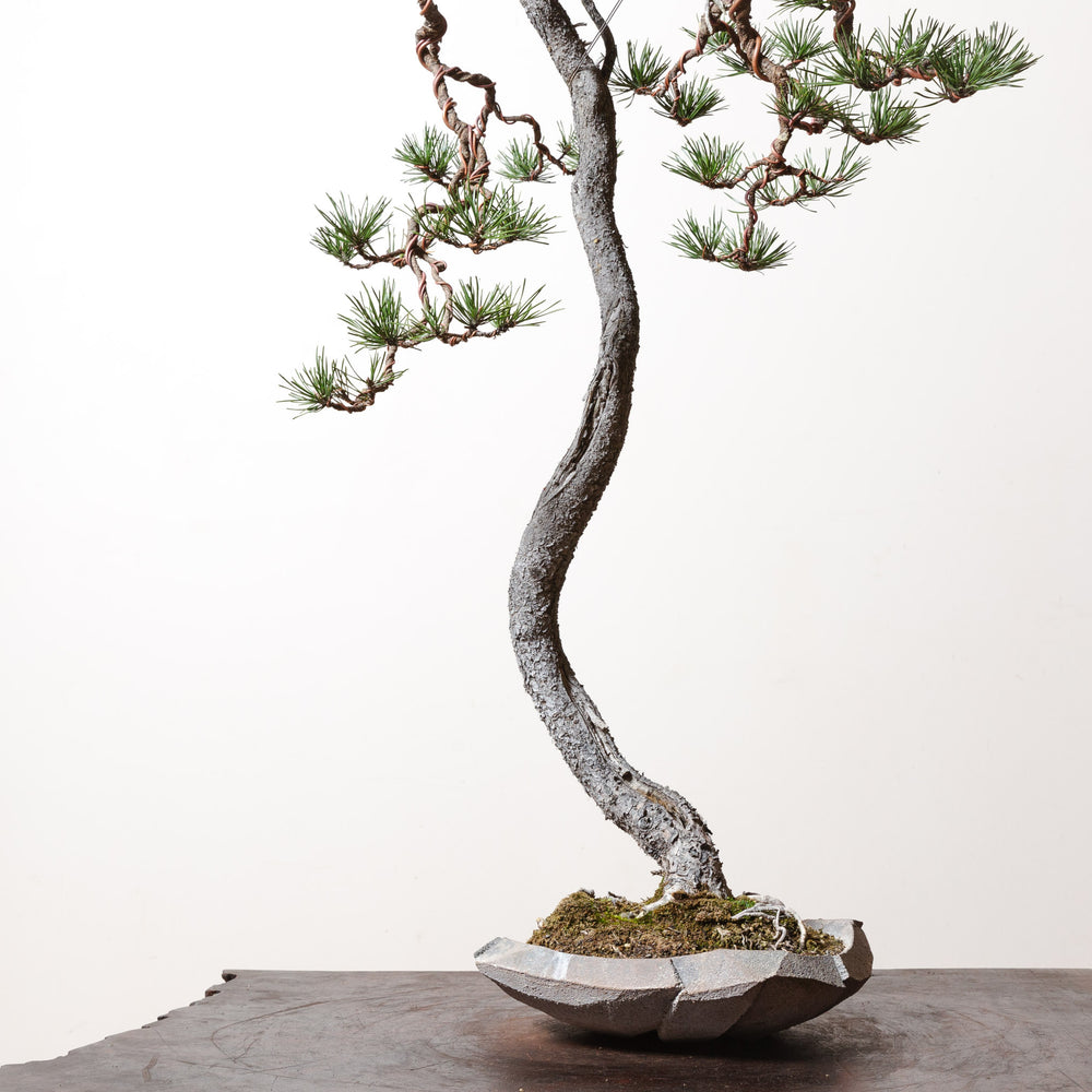 Lodgepole Pine No. 2