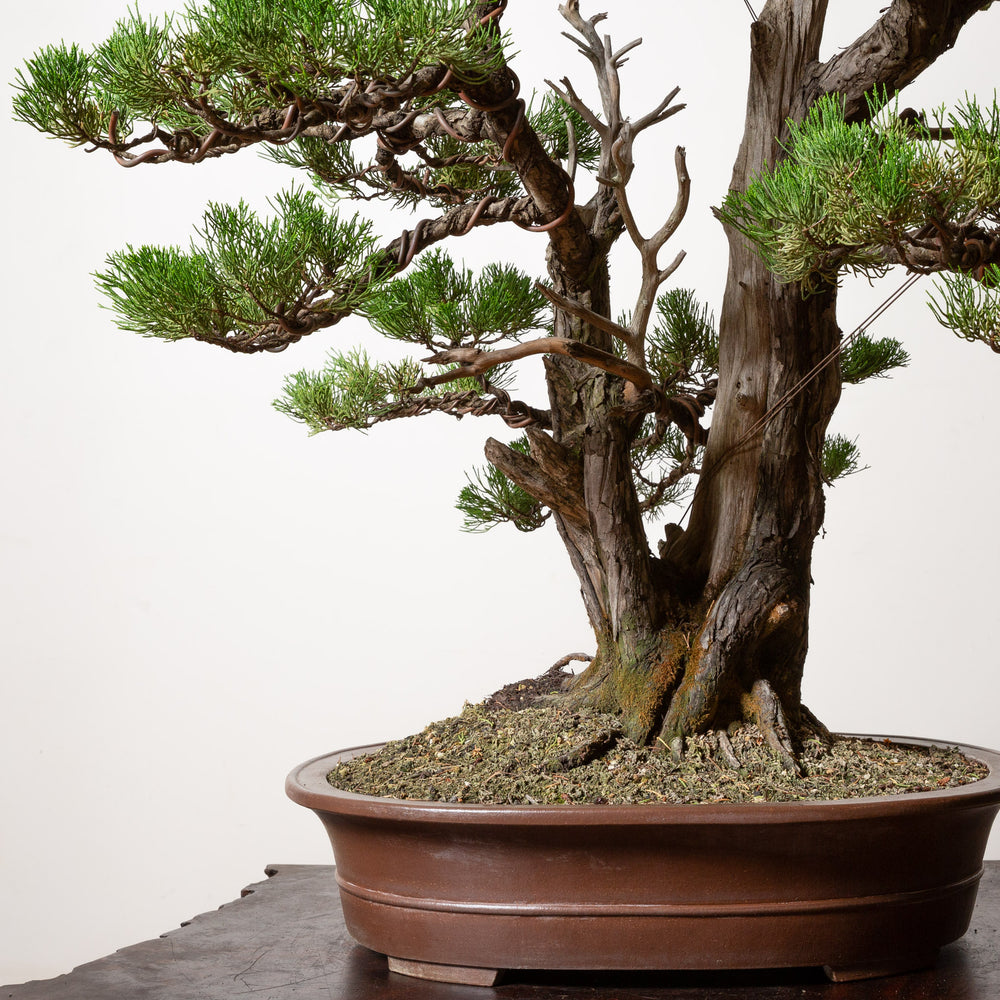 Hollywood Juniper No. 1