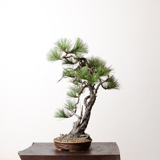 Ponderosa Pine No. 6