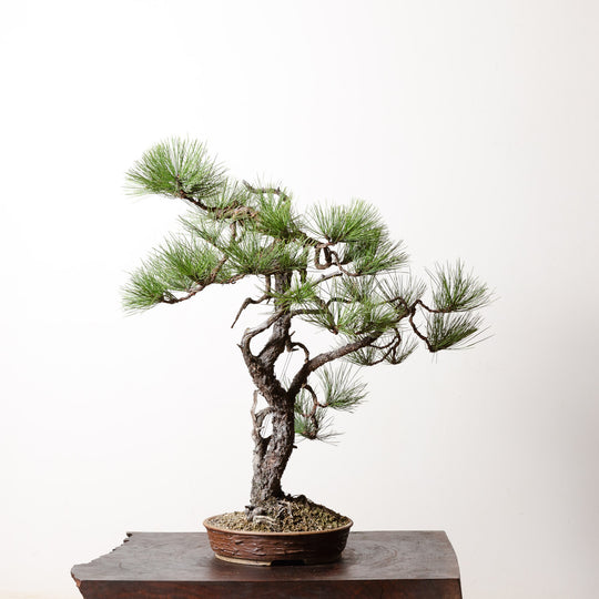 Ponderosa Pine No. 6