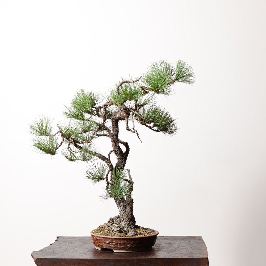 Ponderosa Pine No. 6