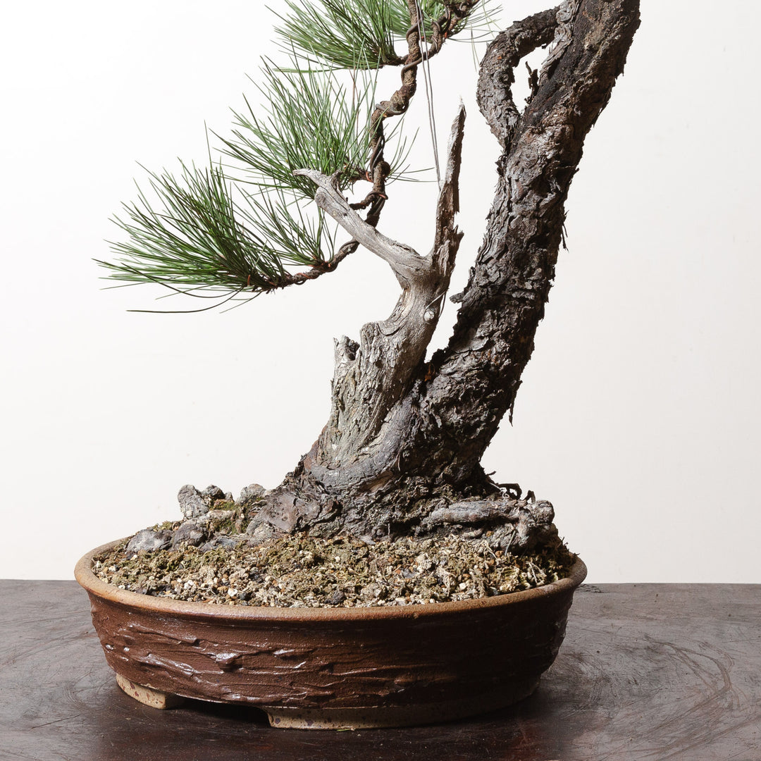 Ponderosa Pine No. 6