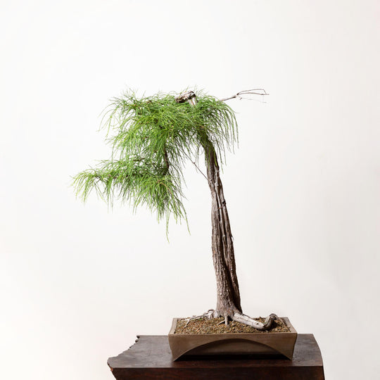 Bald Cypress No. 1