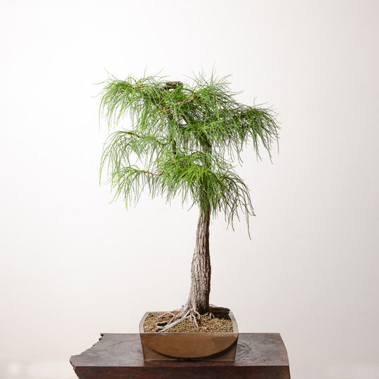 Bald Cypress No. 1