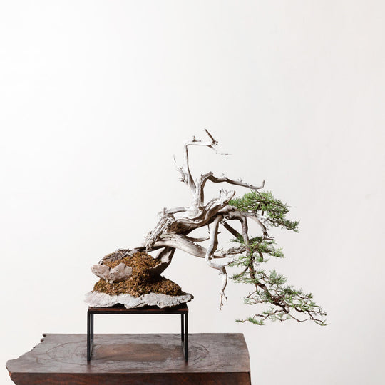 Rocky Mountain Juniper No. 3