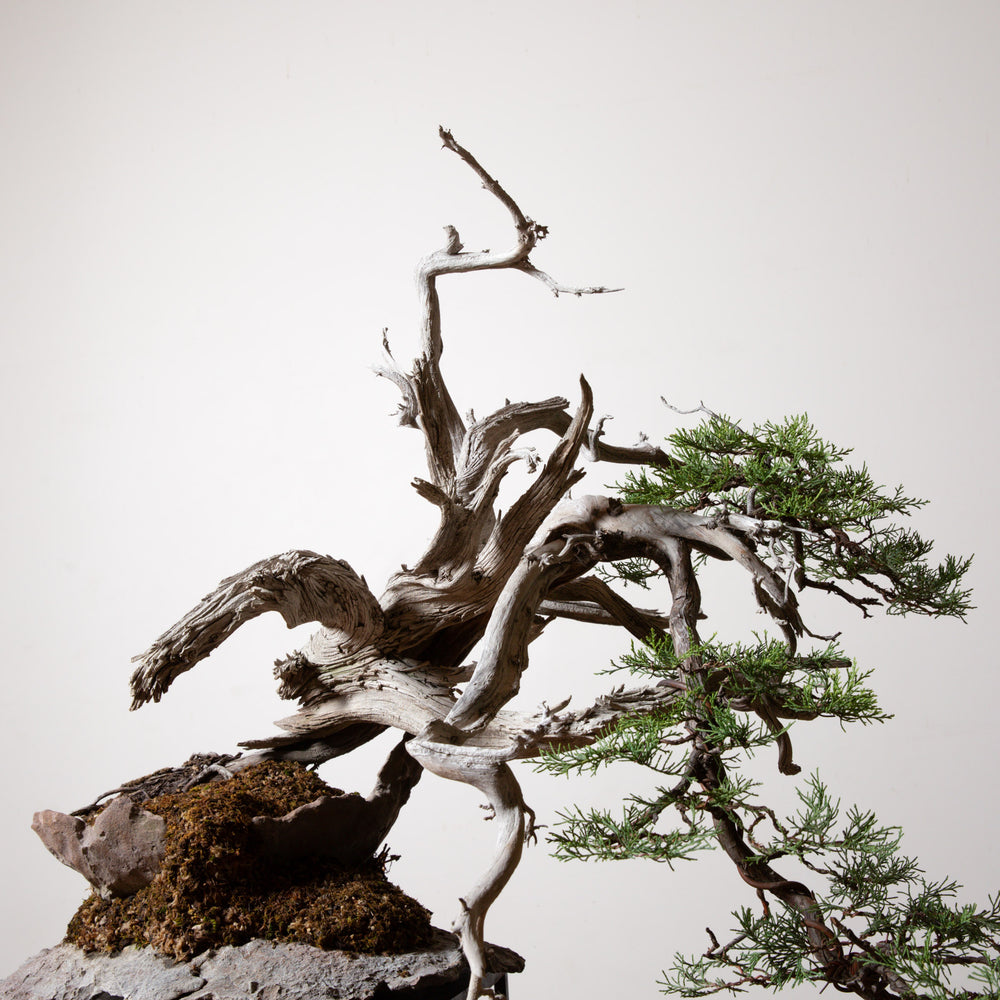 Rocky Mountain Juniper No. 3