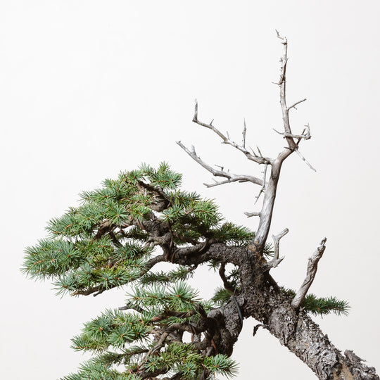 Engelmann Spruce No. 1