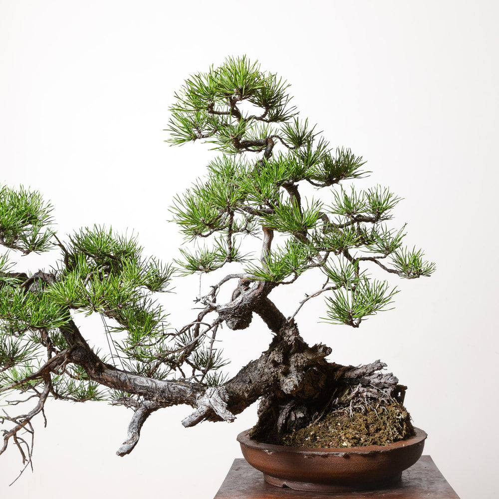 Lodgepole Pine No. 3