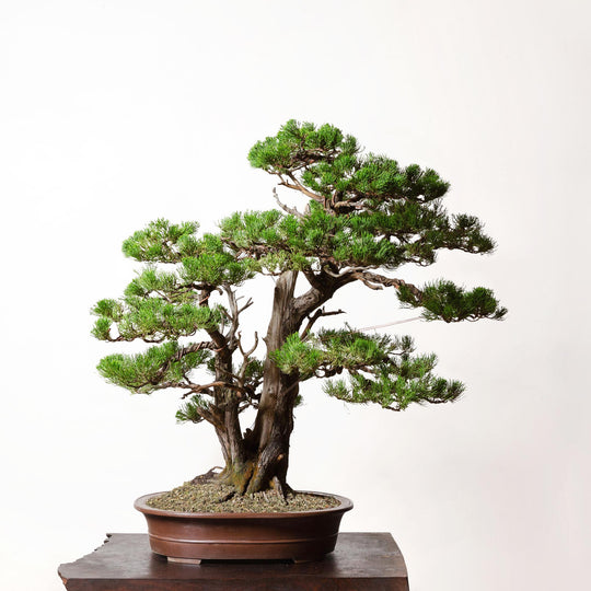 Hollywood Juniper No. 1