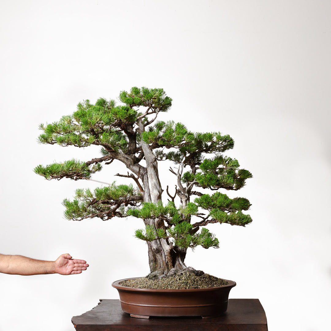 Hollywood Juniper No. 1