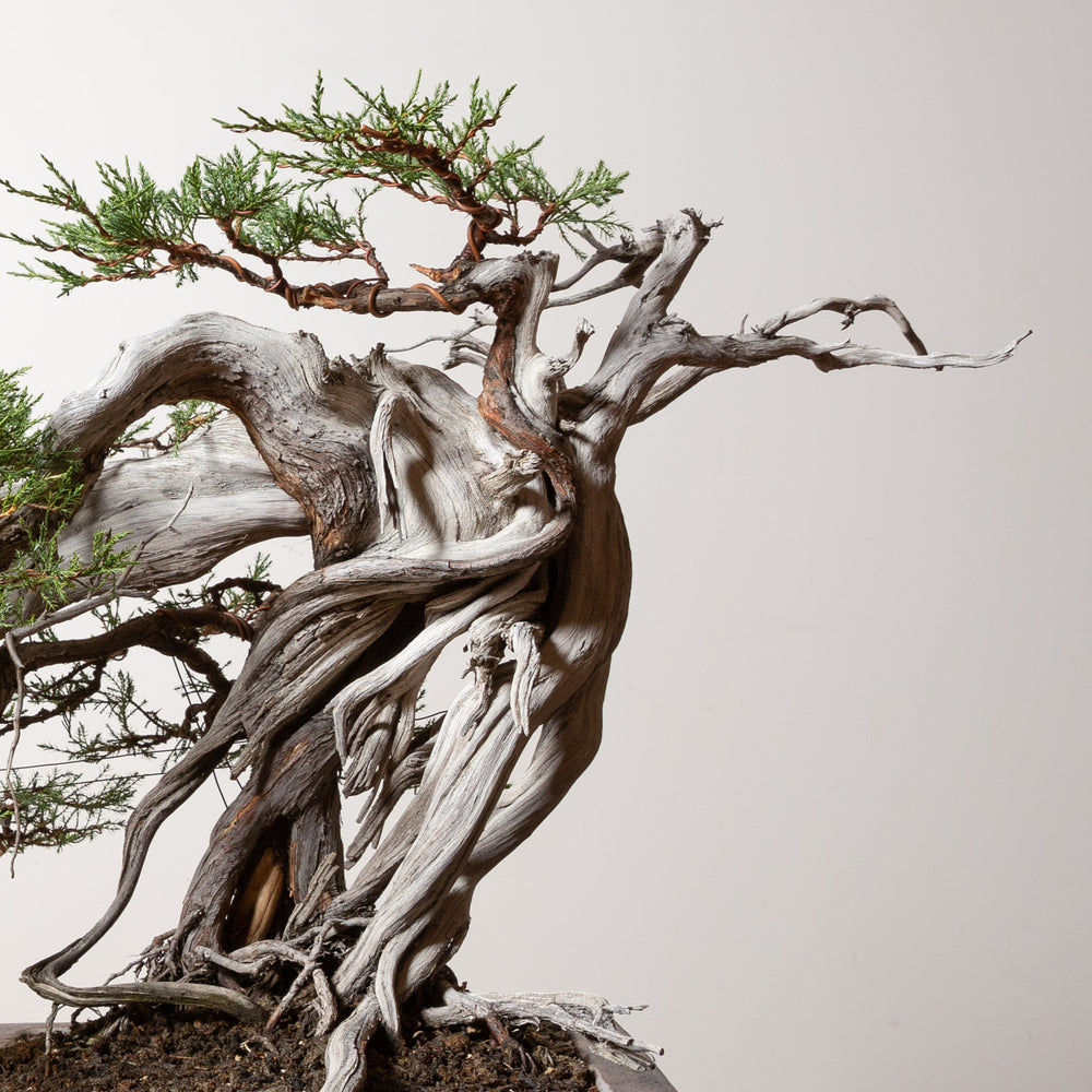 Rocky Mountain Juniper No. 2