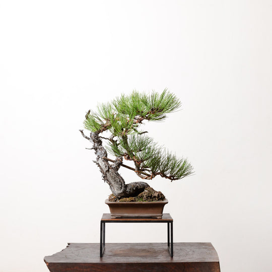 Ponderosa Pine No. 3