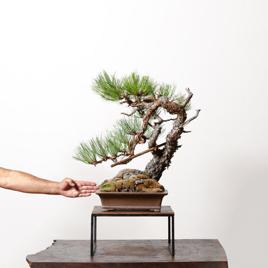 Ponderosa Pine No. 3