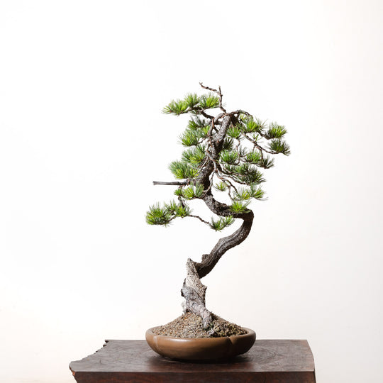 Limber Pine No. 2