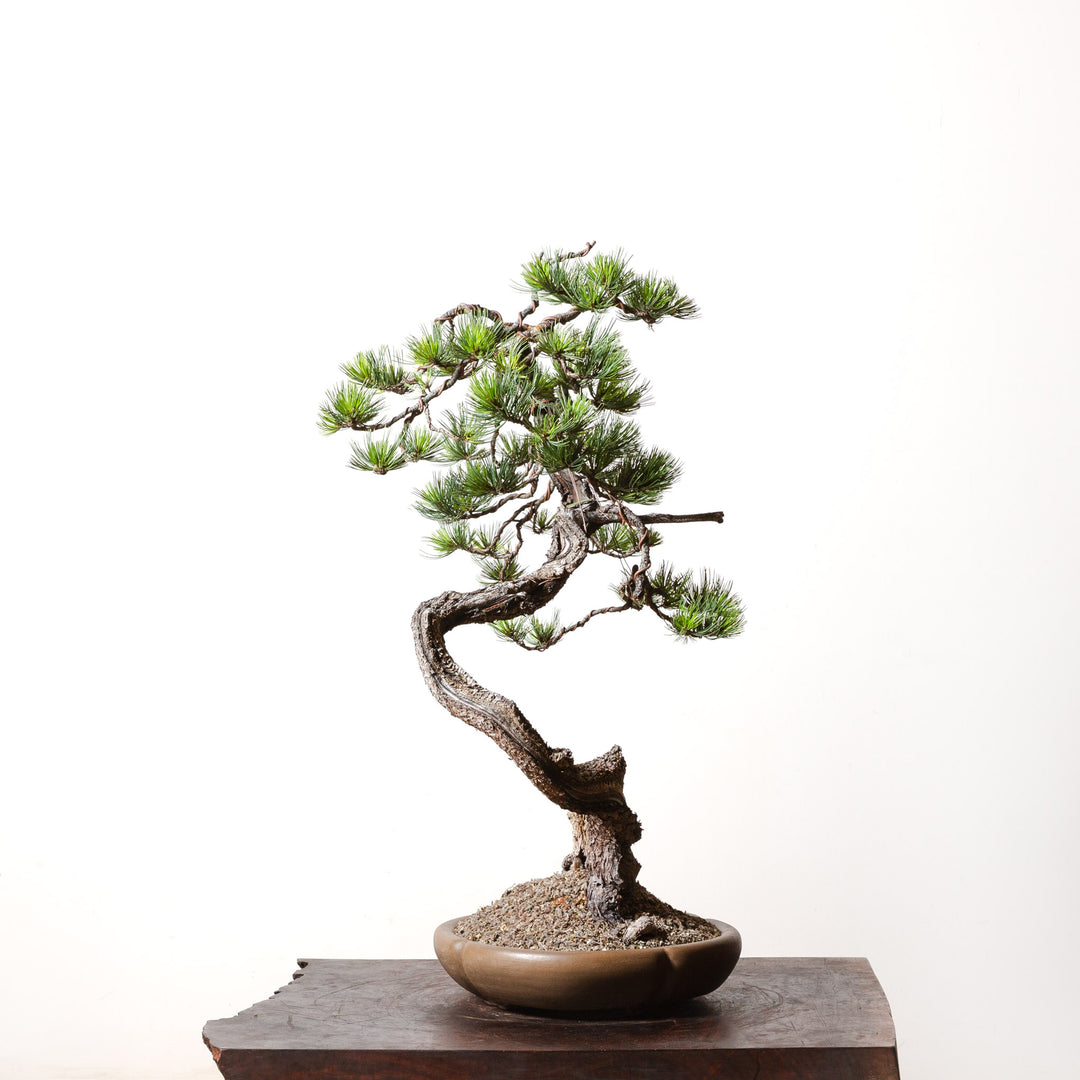 Limber Pine No. 2