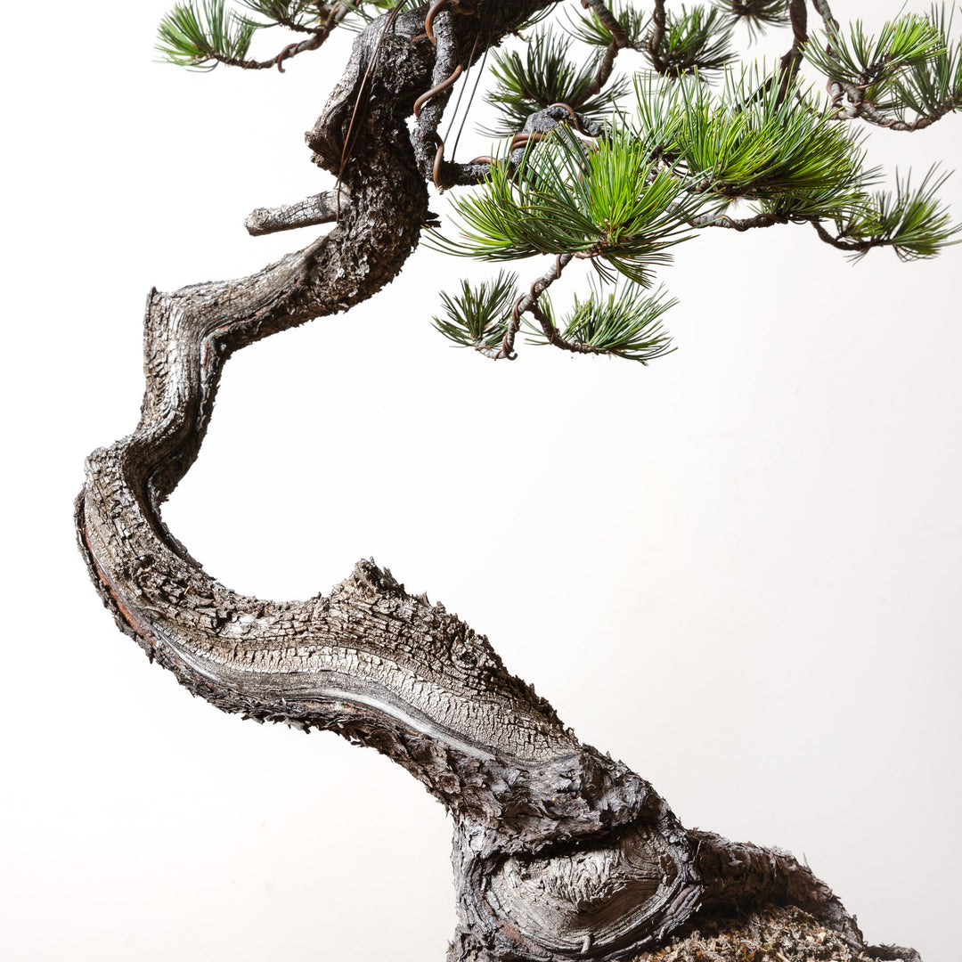 Limber Pine No. 2