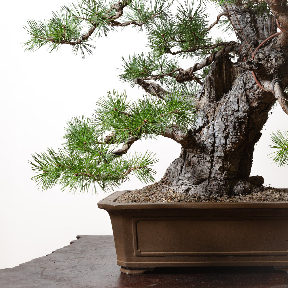 Scots Pine No. 1