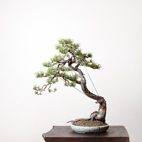 Limber Pine No. 1