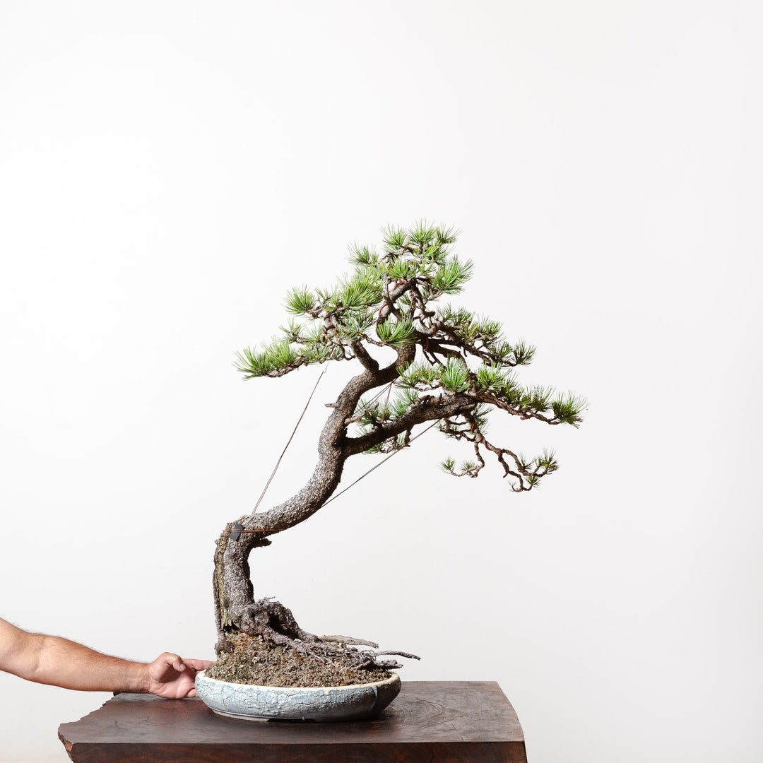 Limber Pine No. 1