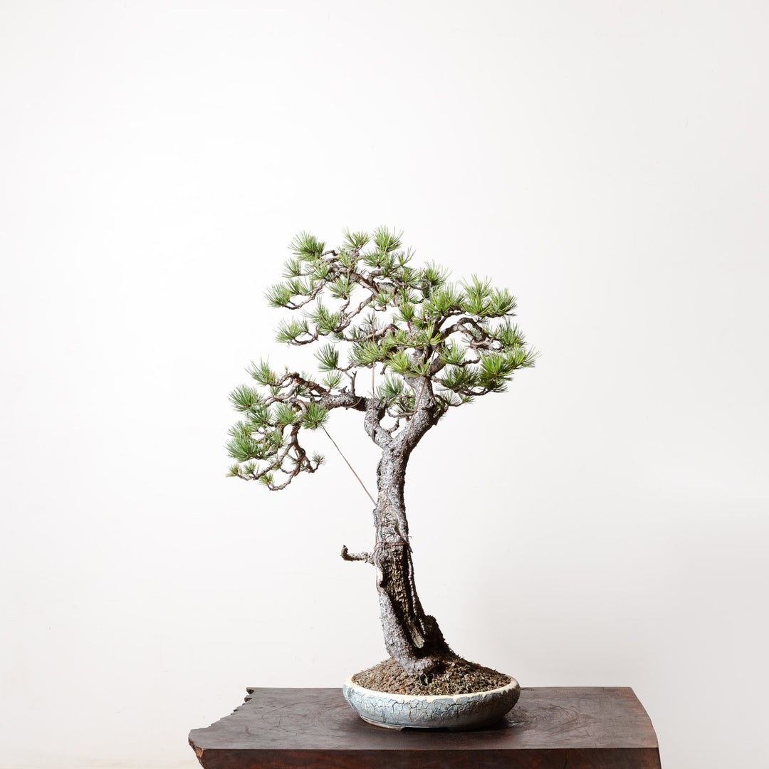 Limber Pine No. 1