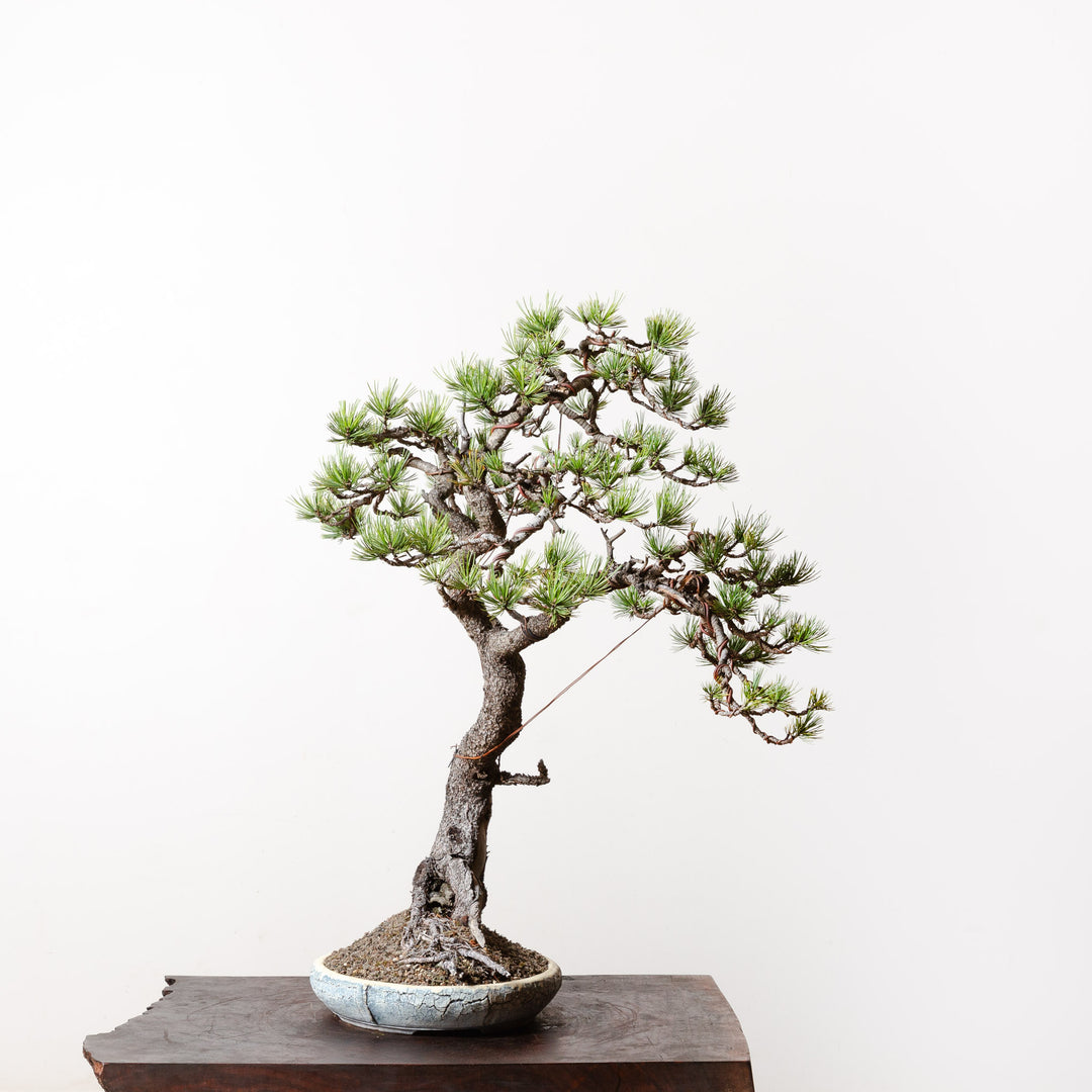 Limber Pine No. 1