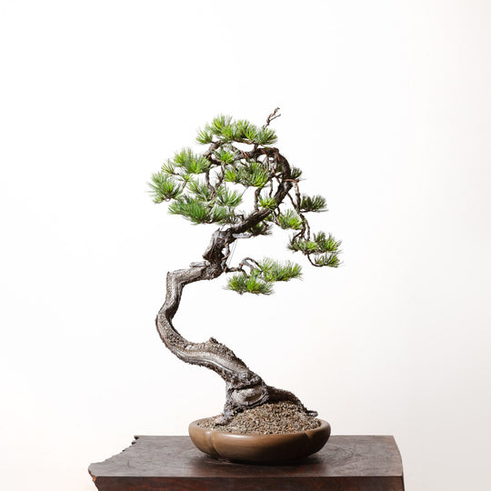 Limber Pine No. 2