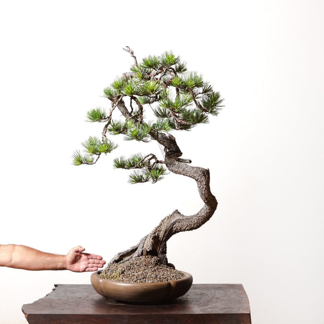 Limber Pine No. 2