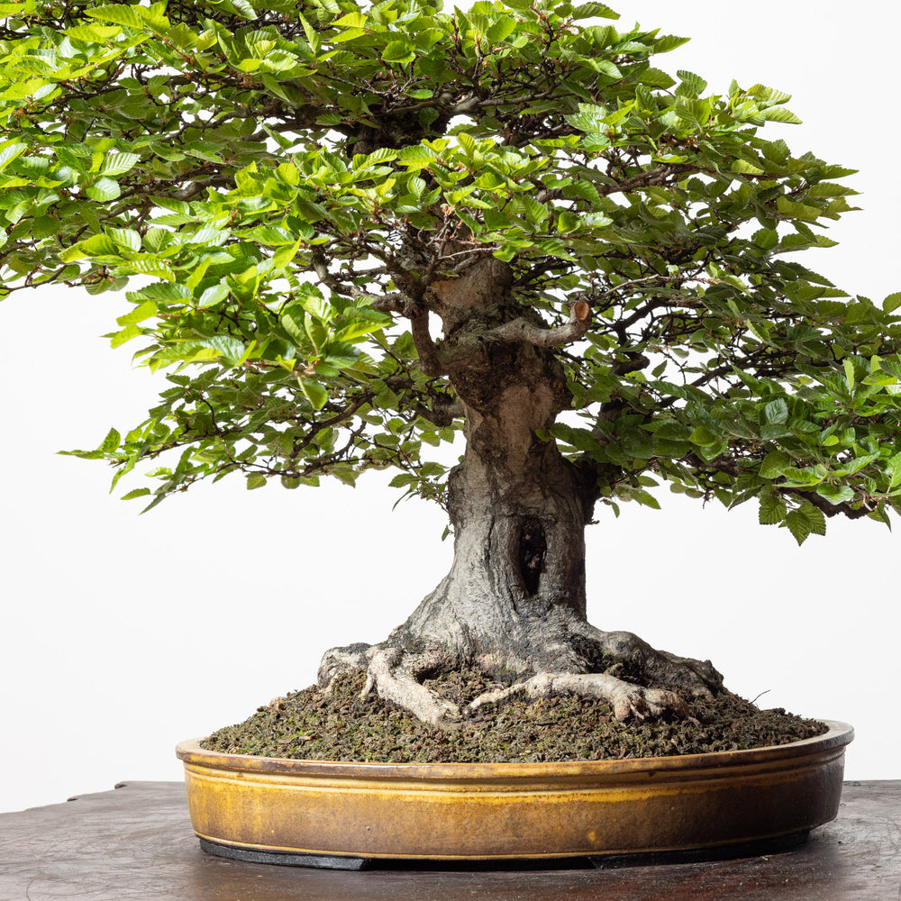 Korean Hornbeam No. 1