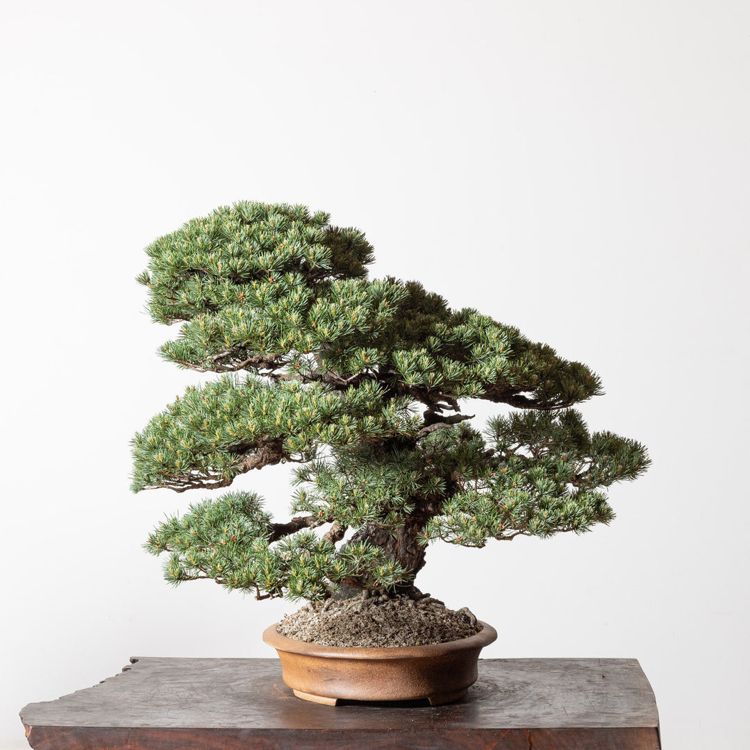 Scots Pine