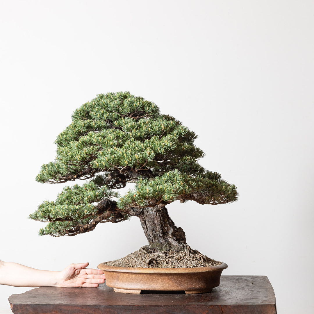 Scots Pine