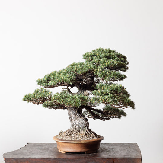 Scots Pine