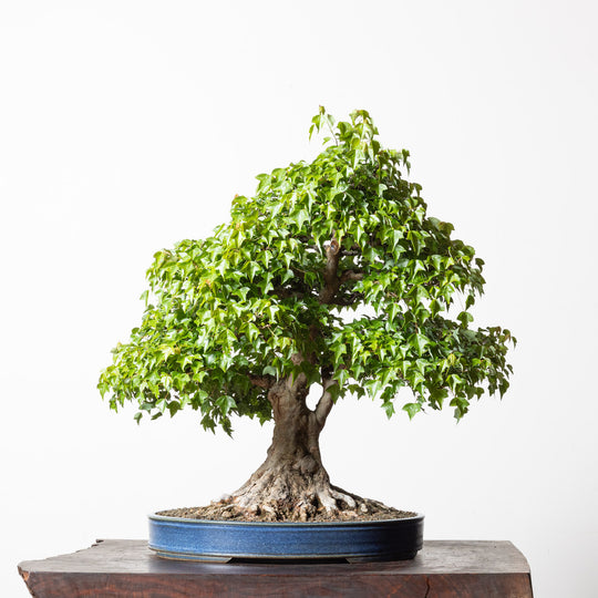 Trident Maple No. 1