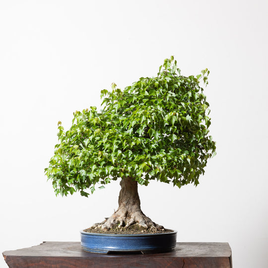 Trident Maple No. 1