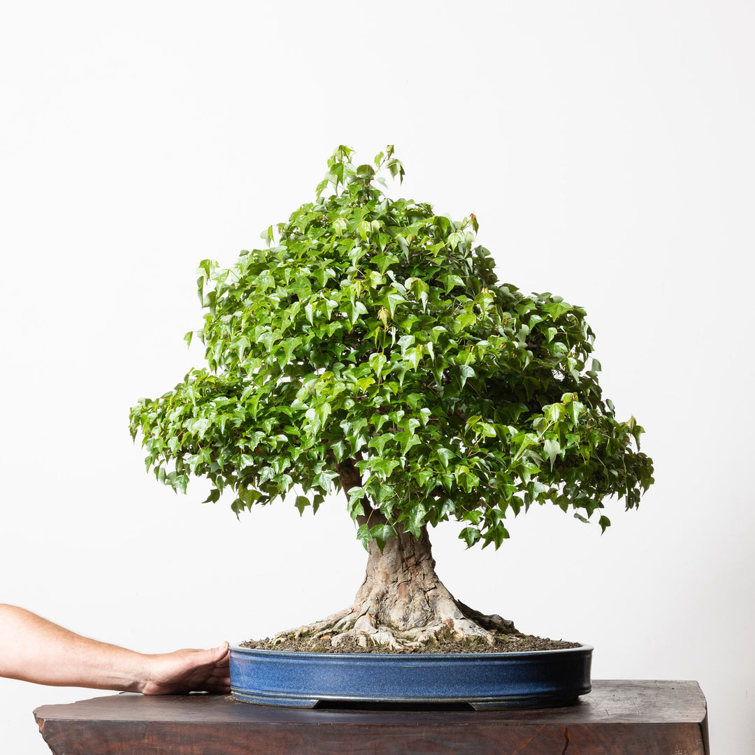 Trident Maple No. 1