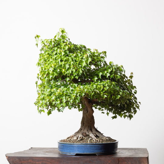 Trident Maple No. 1