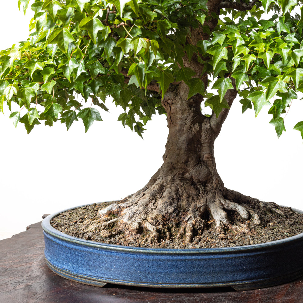 Trident Maple No. 1