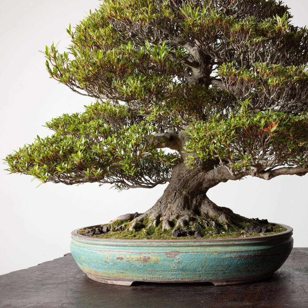 Satsuki Azalea No. 1