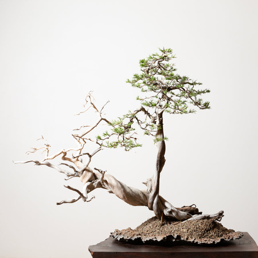 Rocky Mountain Juniper No. 1