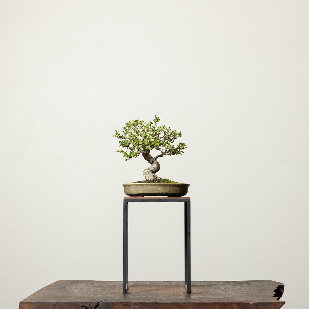 Chinese Elm
