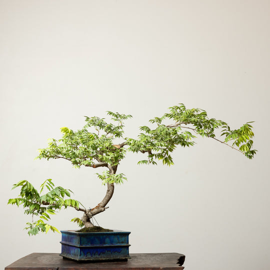 Japanese Wisteria