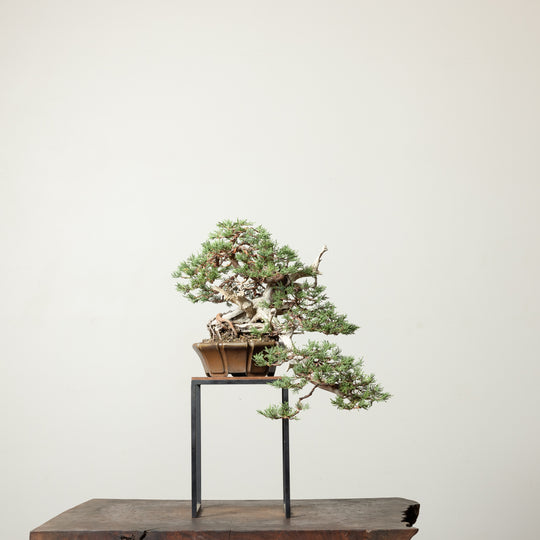 Rocky Mountain Juniper No. 2