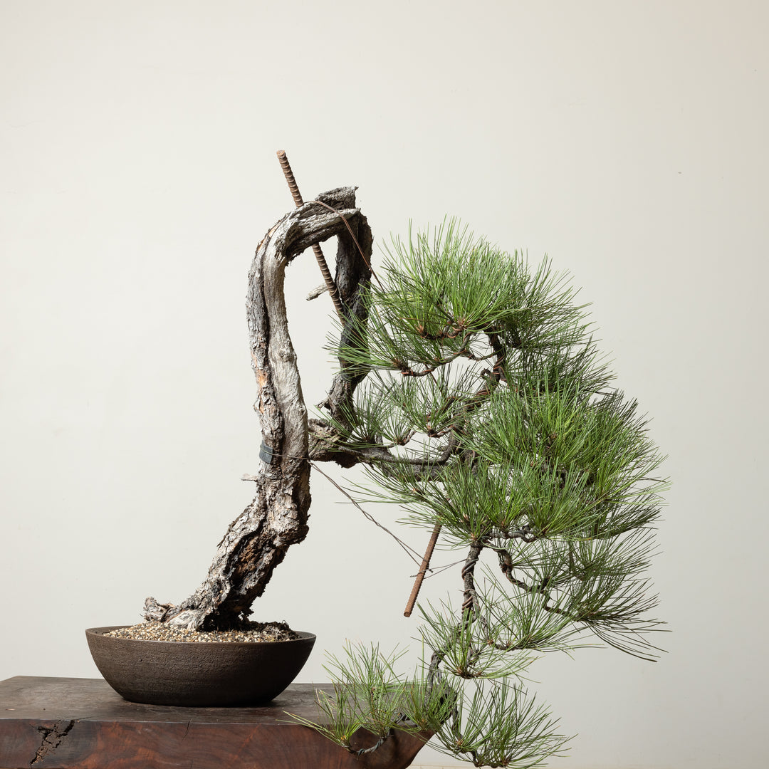 Ponderosa Pine No. 3