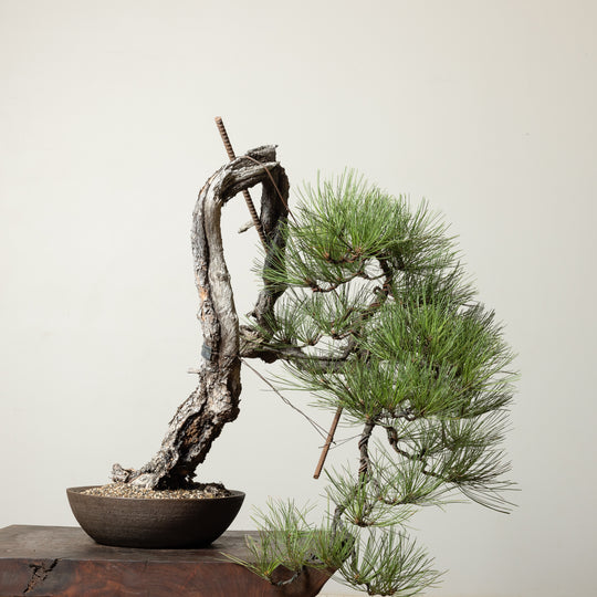 Ponderosa Pine No. 3