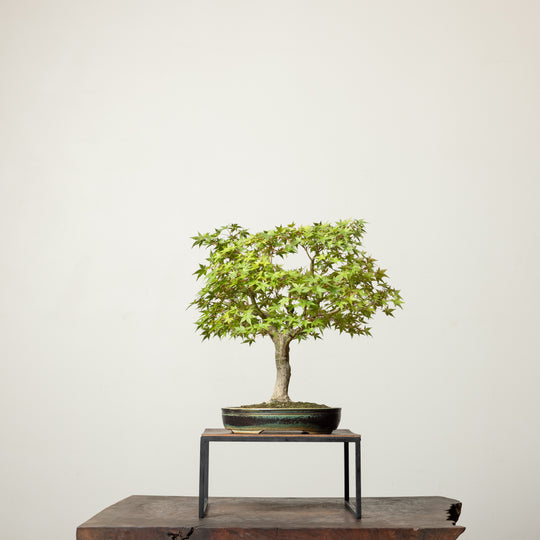 Japanese Maple No. 2