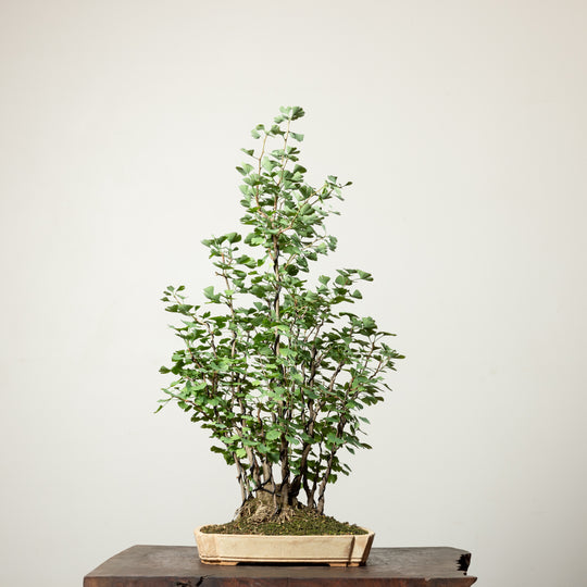 Ginkgo Biloba