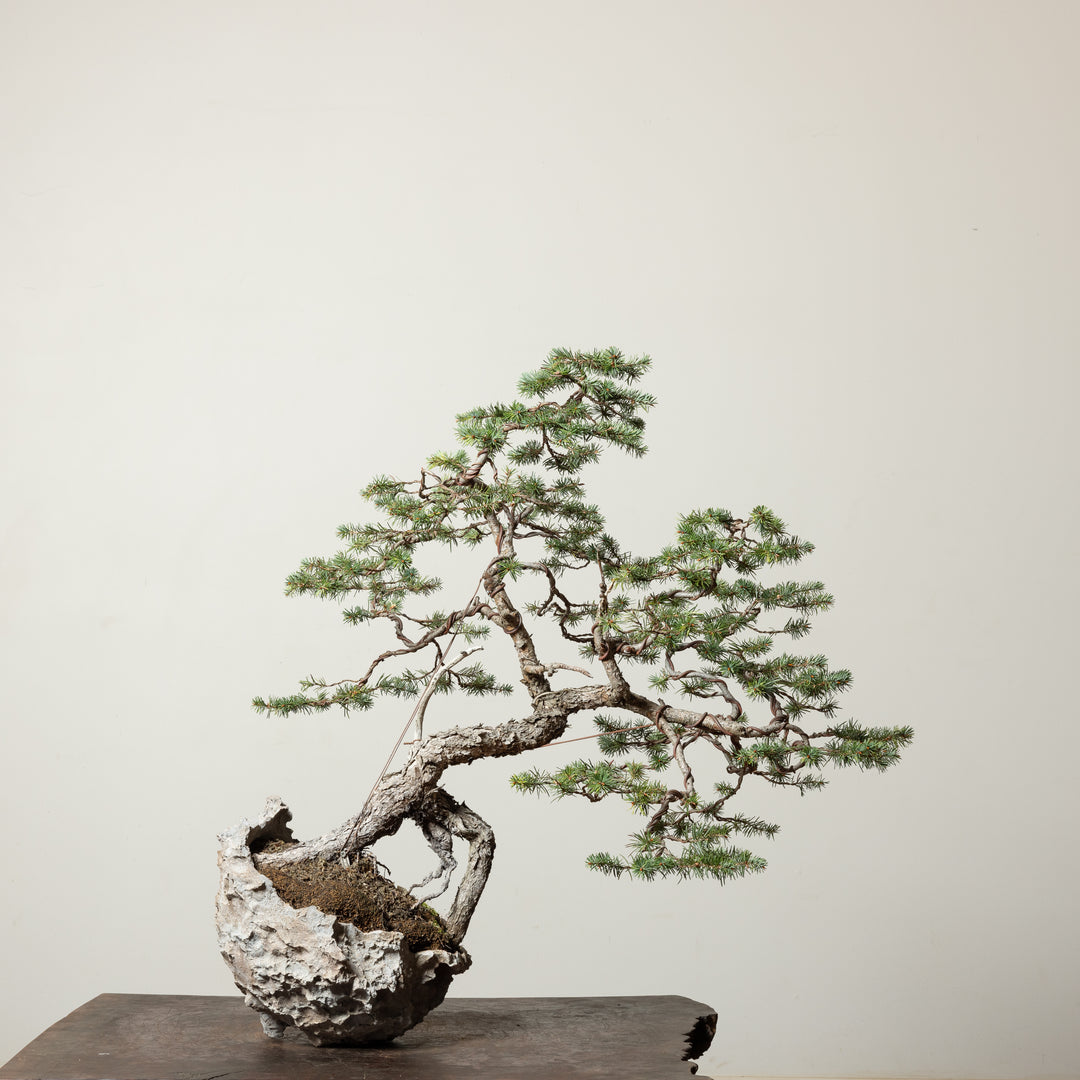 Douglas Fir
