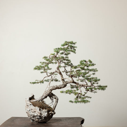 Douglas Fir